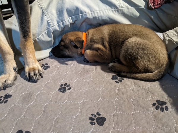 Stella
