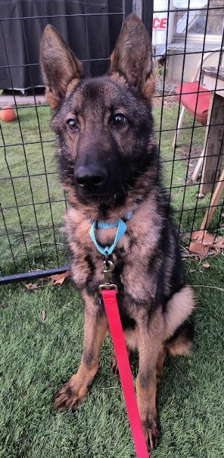 Neo [Medical Hold], an adoptable German Shepherd Dog in Kansas City, MO