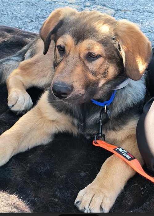 Maximus, an adoptable German Shepherd Dog in Kansas City, MO