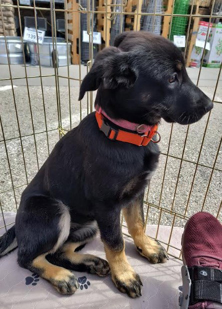 Layla, an adoptable German Shepherd Dog in Kansas City, MO
