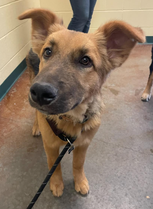 Abe, an adoptable German Shepherd Dog in Kansas City, MO