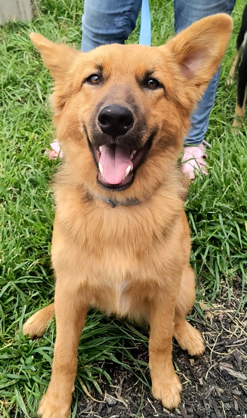 Abe, an adoptable German Shepherd Dog in Kansas City, MO