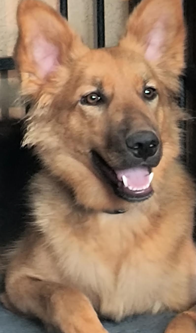 Abe [Medical], German Shepherd Dog