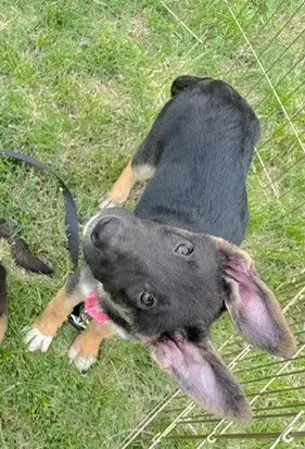 Bea - German Shepherd Dog