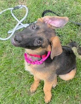 Remi, an adoptable German Shepherd Dog in Kansas City, MO