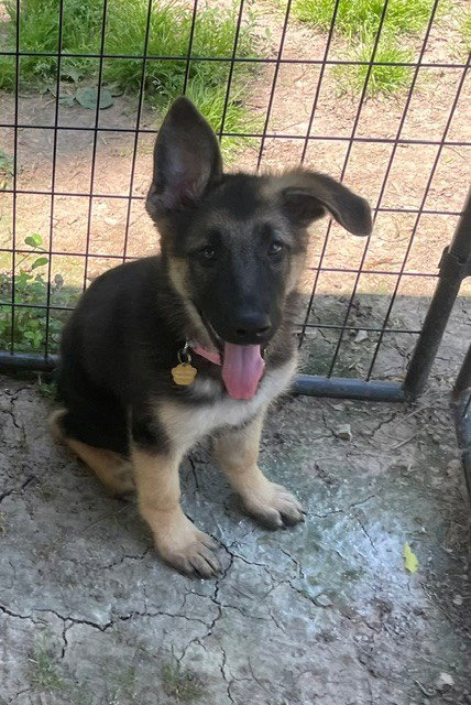 Freya, an adoptable German Shepherd Dog in Kansas City, MO