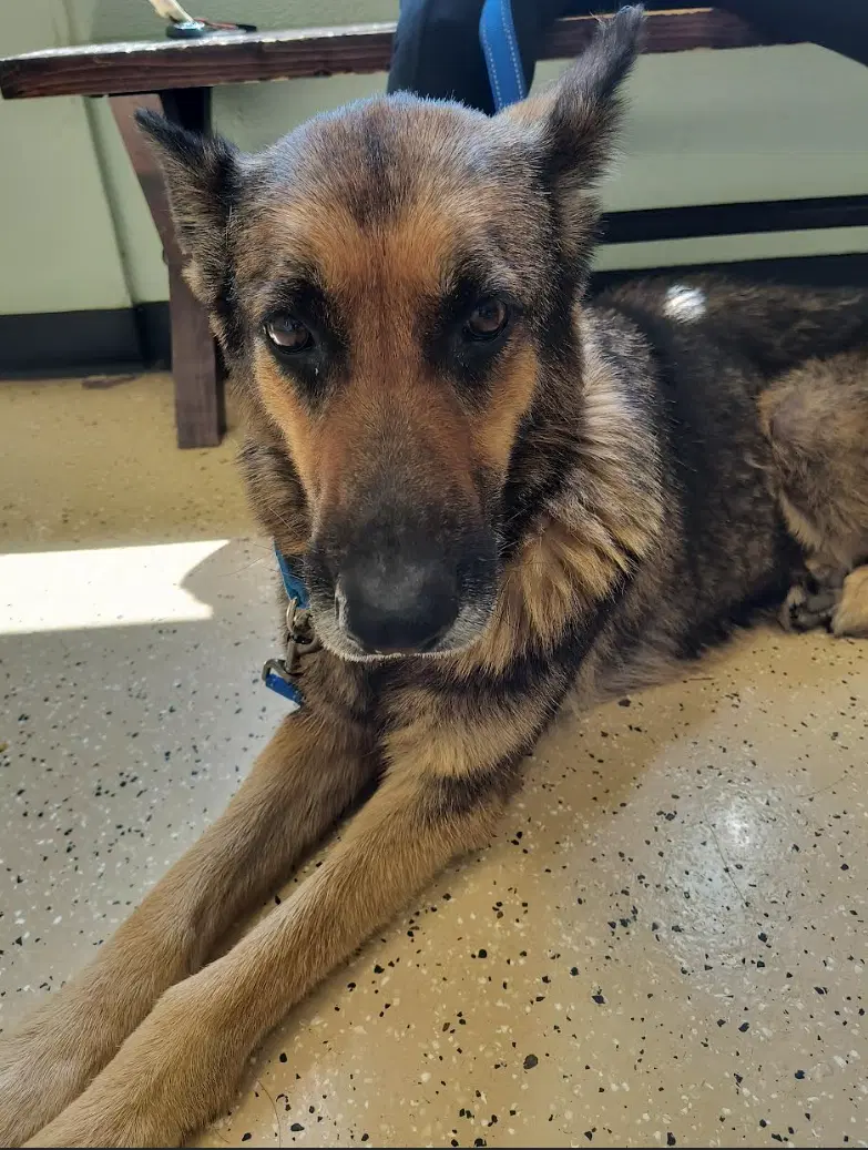 Lexi - German Shepherd Dog