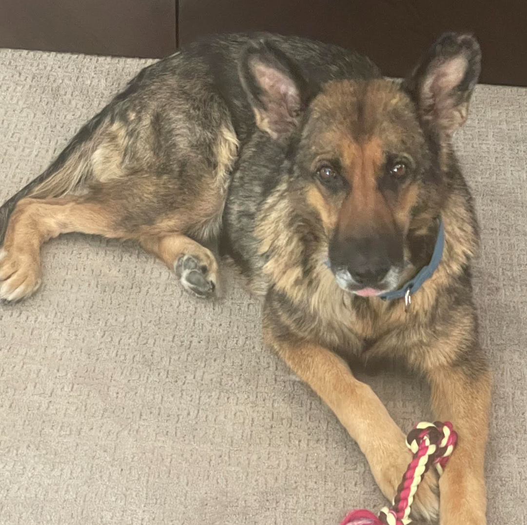 Lexi, German Shepherd Dog