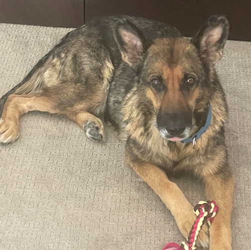 picture of the dog needing adoption