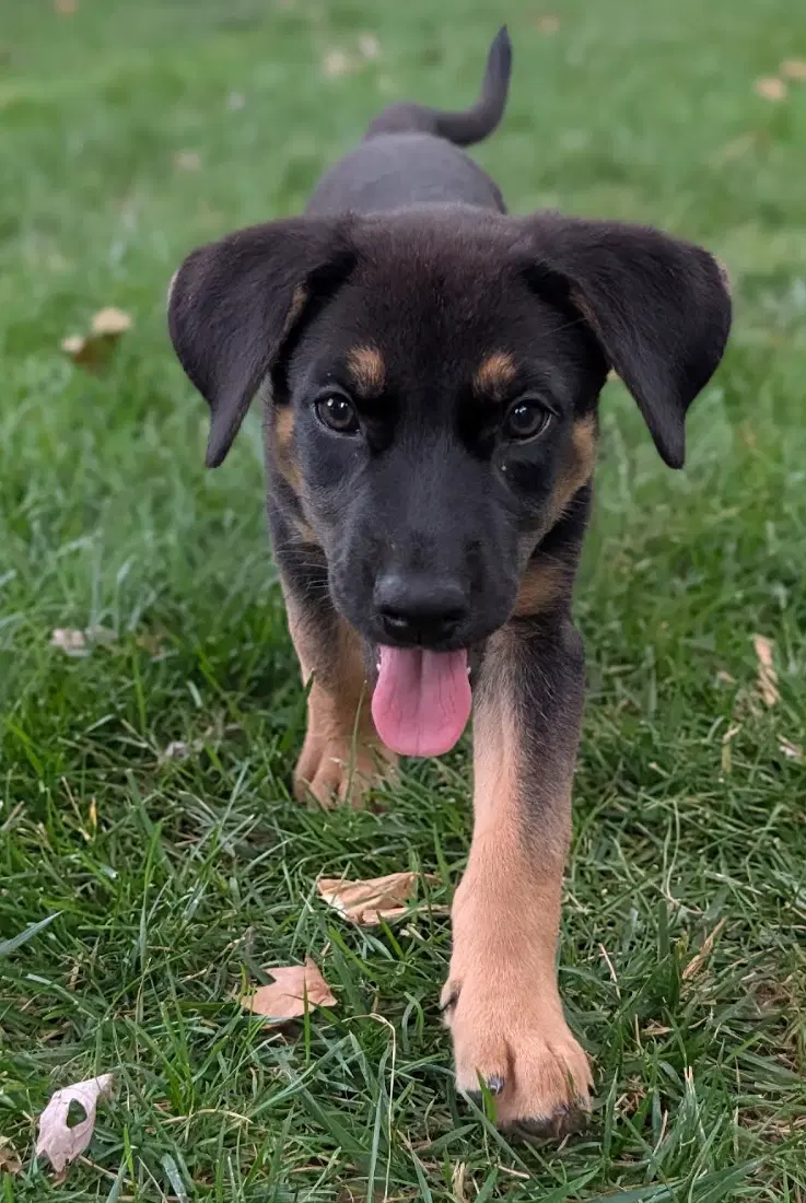 Sadie - German Shepherd Dog