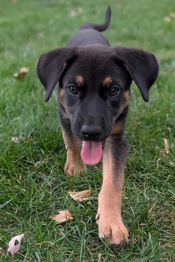 Sadie