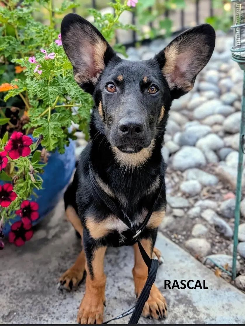 Rascal - German Shepherd Dog