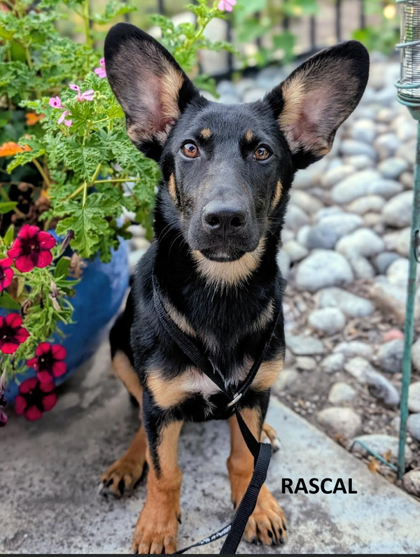 Rascal