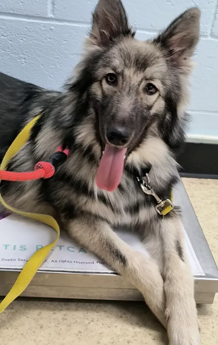 Tatum - German Shepherd Dog