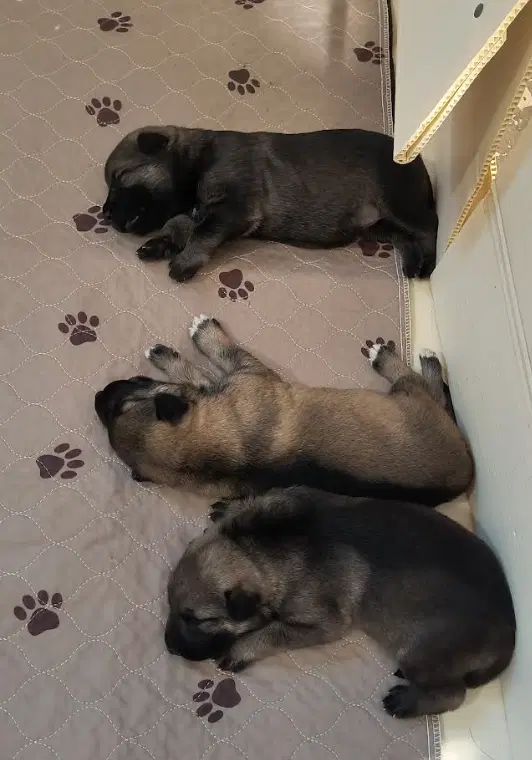 Grace's Litter Weaning Hold - German Shepherd Dog