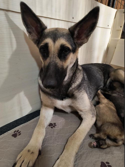 Grace (Weaning Hold), a dog for adoption from Missouri German Shepherd Rescue