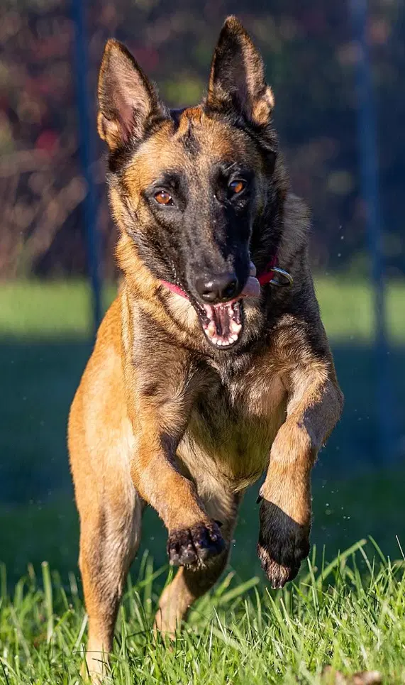 Roxie image 2