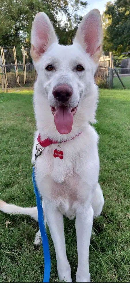 Finn - German Shepherd Dog