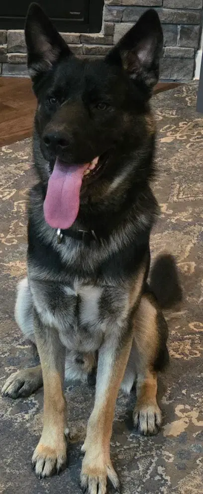 Bandit - German Shepherd Dog