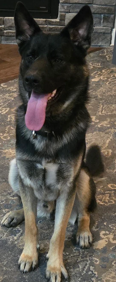 Bandit