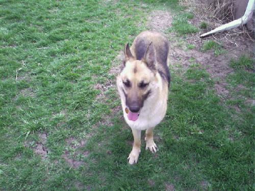 Sheba