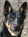 Bram