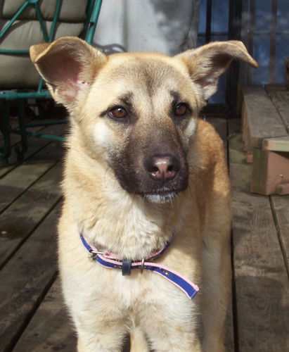 Sissy aka 'Luna'  (12-10)