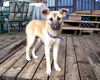 Sissy aka 'Luna'  (12-10)