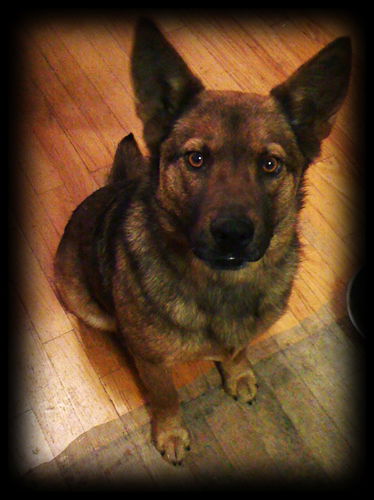 Stella (12.10)