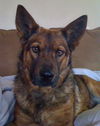 Stella (12.10)
