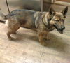Stella (12.10)