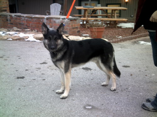 SCOUT aka KLAUS