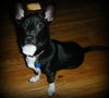 Bruce