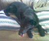 Spencer