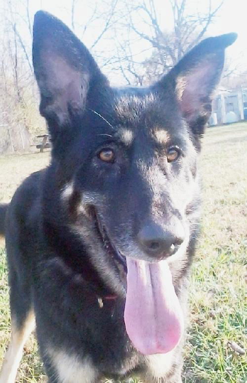 Sasha (11-11)