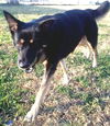 Sasha (11-11)