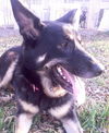 Sasha (11-11)