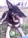 Sasha (11-11)