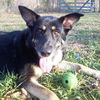 Sasha (11-11)