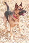 Stella (8.12)