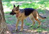 Stella (8.12)