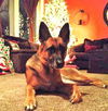 Stella (8.12)