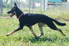Roxie (in 2012)