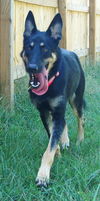 Roxie (in 2012)