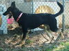 Roxie (in 2012)