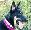 Roxie (in 2012)