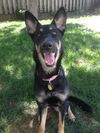 Roxie (in 2012)