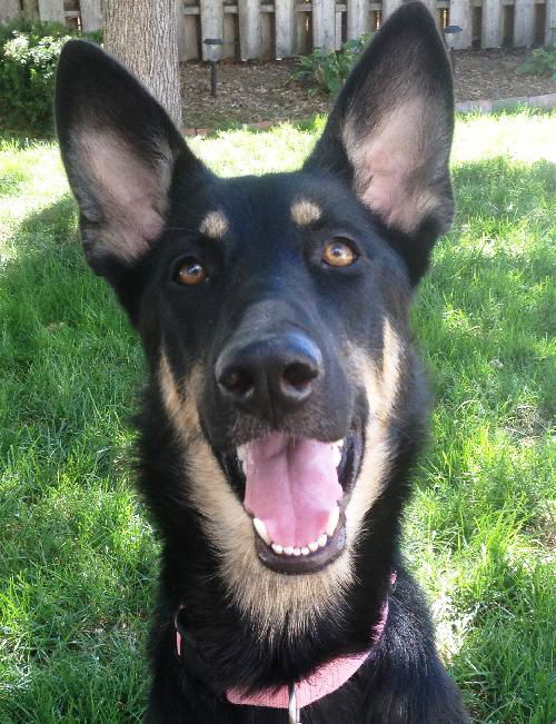 Roxie (in 2012)