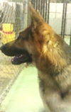 Riley