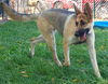 Sookie